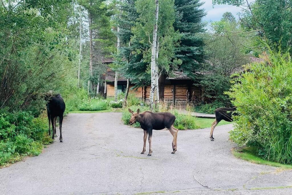 Aspen'S Cabin ويلسون المظهر الخارجي الصورة